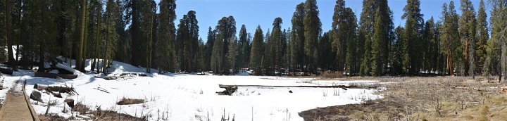 sequoia01 (Large)